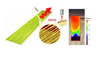 《Nano Letters》刊發(fā)我校葉冬冬教授團(tuán)隊(duì)在纖維素食品安全檢測領(lǐng)域研究成果