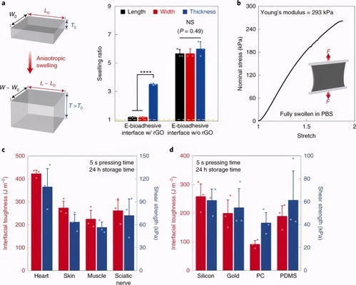 自然 材料 南科大郭傳飛 麻省理工趙選賀團(tuán)隊(duì) 石墨烯可粘附生物電界面