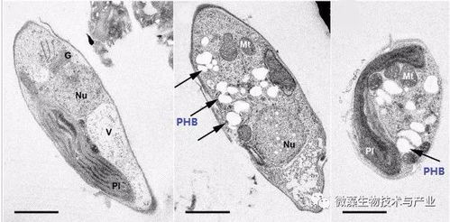微藻生物基塑料產(chǎn)品,你了解嗎